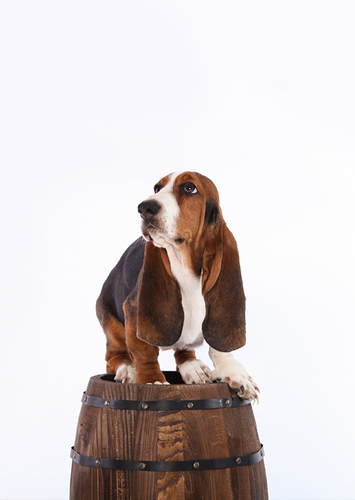 BRAND STORY
品牌故事